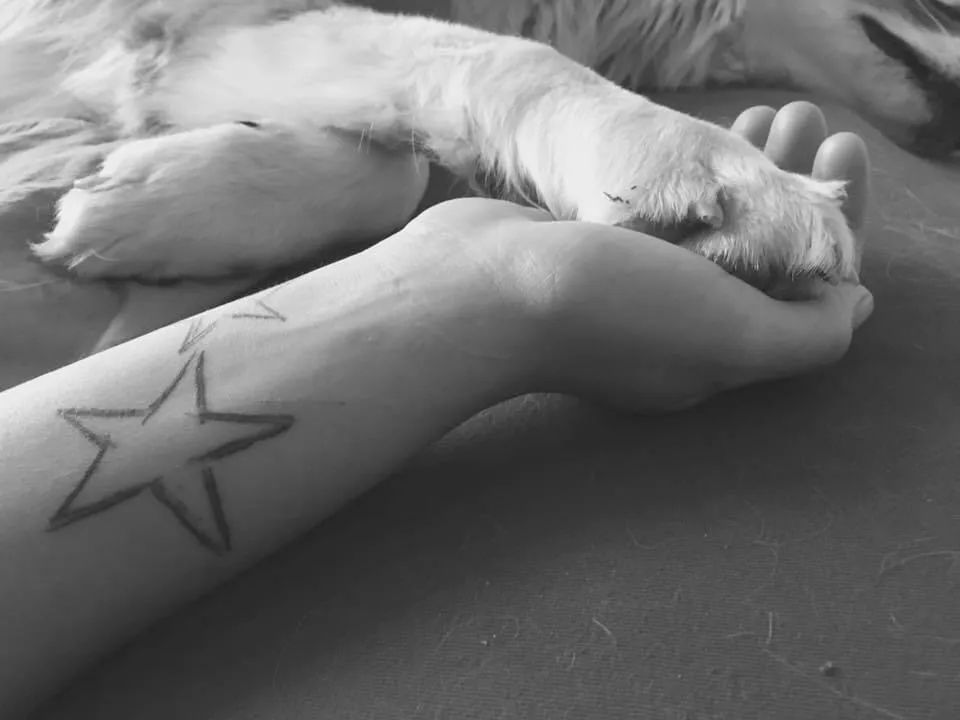 In der Hundeschule und Hundepension Wotans Tierbetreuung behandeln wir unsere Gäste verantwortungsvoll In der Hundeschule und Hundepension Wotans Tierbetreuung behandeln wir unsere Gäste verantwortungsvoll