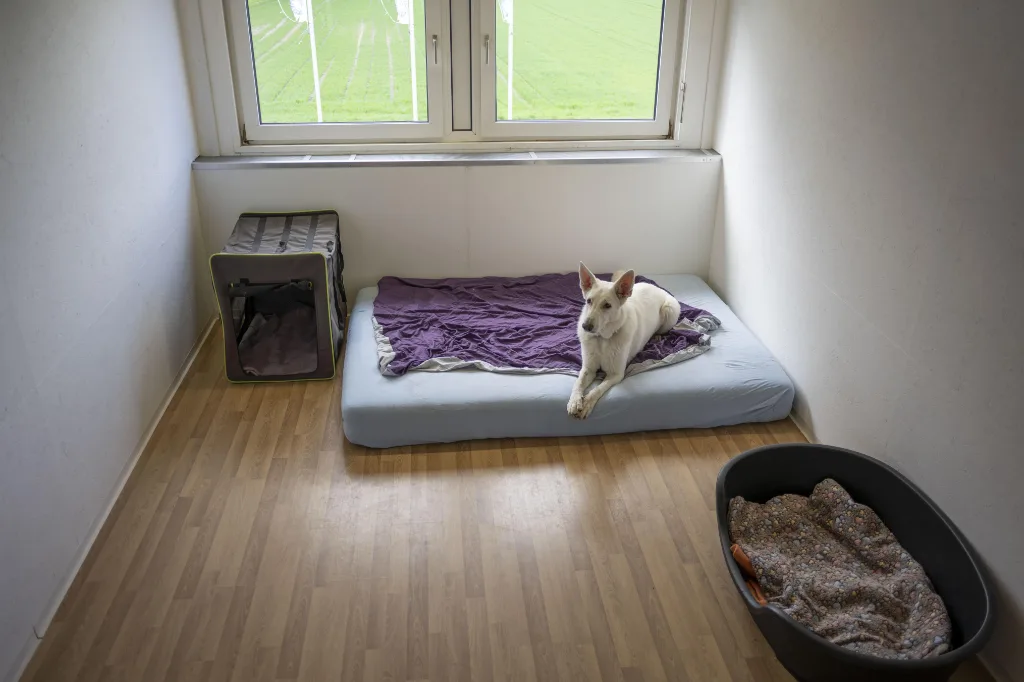 Balance zwischen Auslastung und Ruhezeiten in der Hundeschule und Hundepension Wotans Tierbetreuung Balance zwischen Auslastung und Ruhezeiten in der Hundeschule und Hundepension Wotans Tierbetreuung