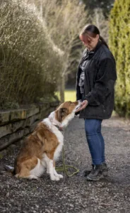 Beratung und Unterstützung durch die Hundeschule und Hundepension Wotans Tierbetreuung