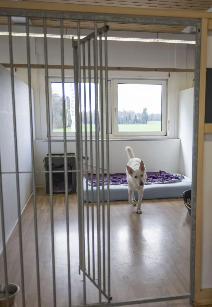 Balance zwischen Auslastung und Ruhezeiten in der Hundeschule und Hundepension Wotans Tierbetreuung Auf zum Spaziergang. Auslastung in der Hundepension bei Hundeschule und Hundepension Wotans Tierbetreuung