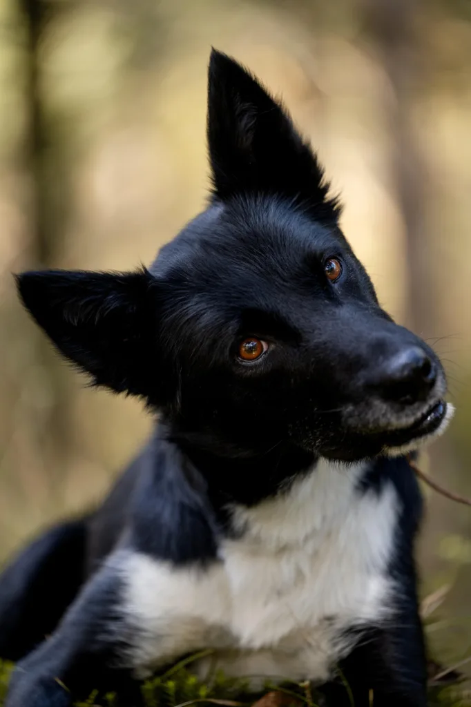 Beratung zum Hundekauf und Hundeadoption in der Hundeschule und Hundepension Wotans Tierbetreuung