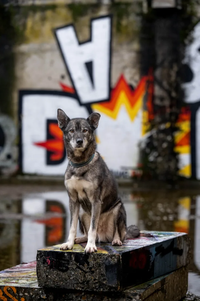 Themenspaziergang und Lernspaziergang in unserer Hundeschule