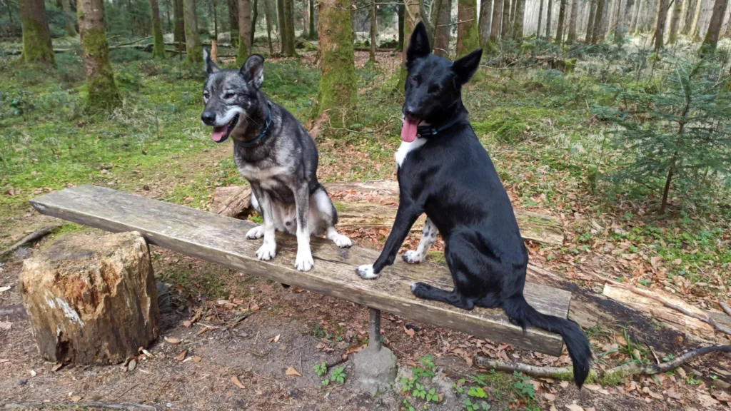 Spass in unserer Hundeschule