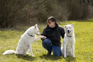 Gerne unterstützen wir sie mit weiteren Dienstleistungen in der Hundeschule und Hundepension Wotans Tierbetreuung