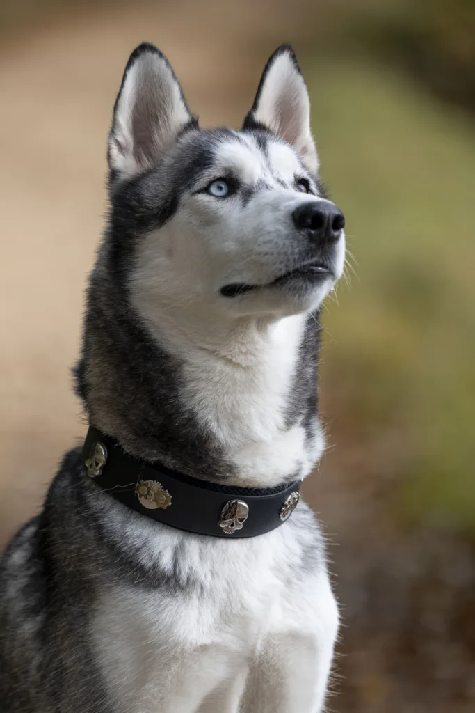 Buddy von Wotans Tierbetreuung in der Hundeschule