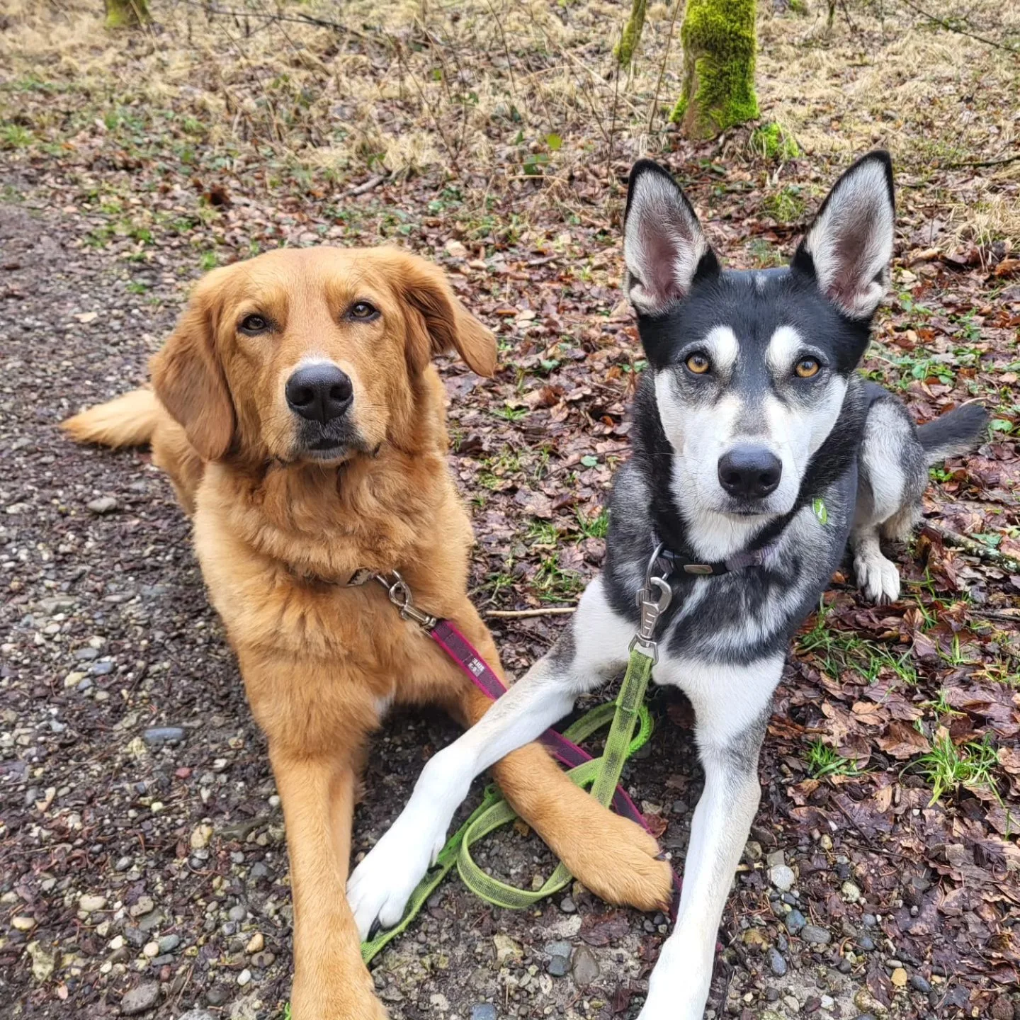 Eröffnung Hundepension in 4924 Obersteckholz