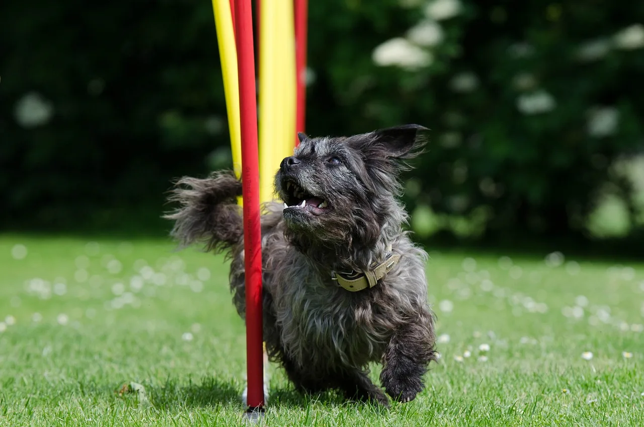 Plausch Agility