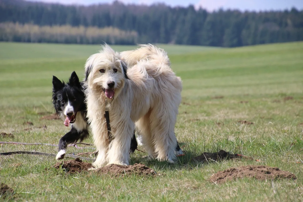 Freilauf in der Gruppe