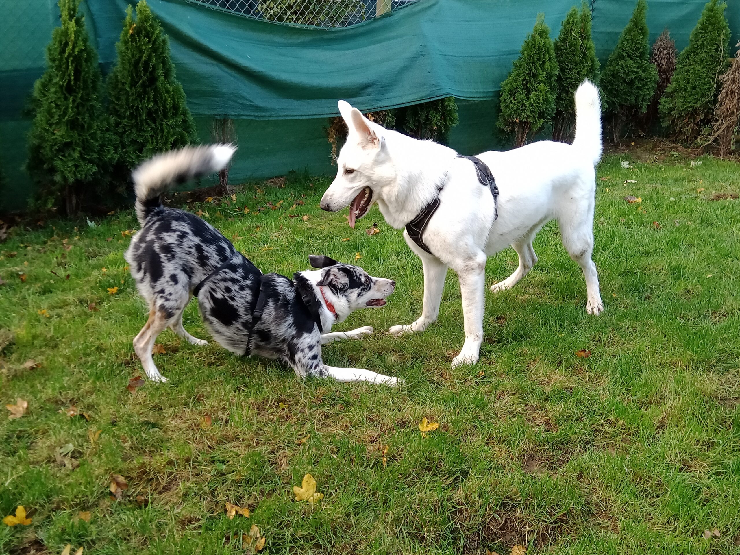 Freilauf in der Gruppe