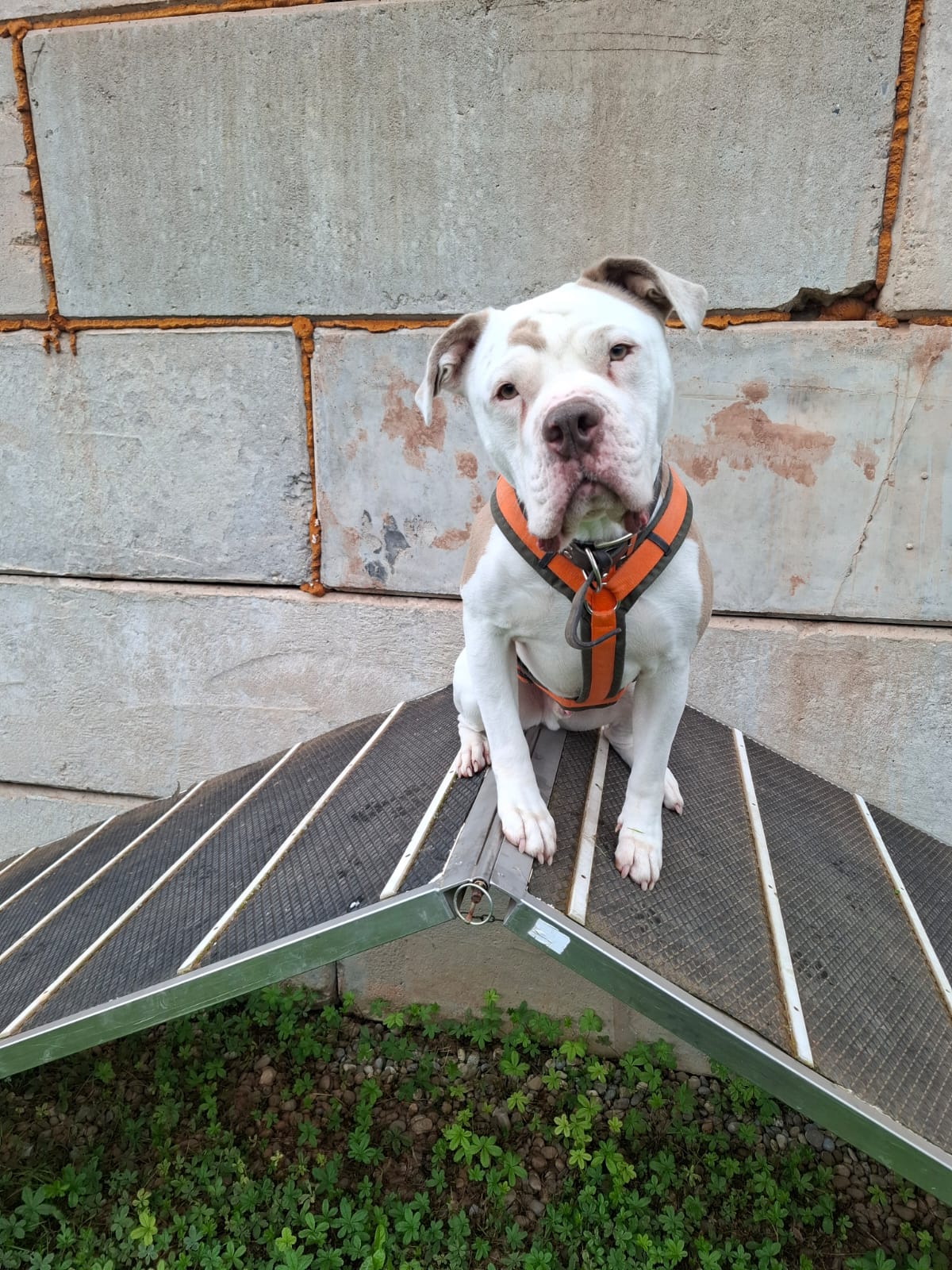 Plausch Agility